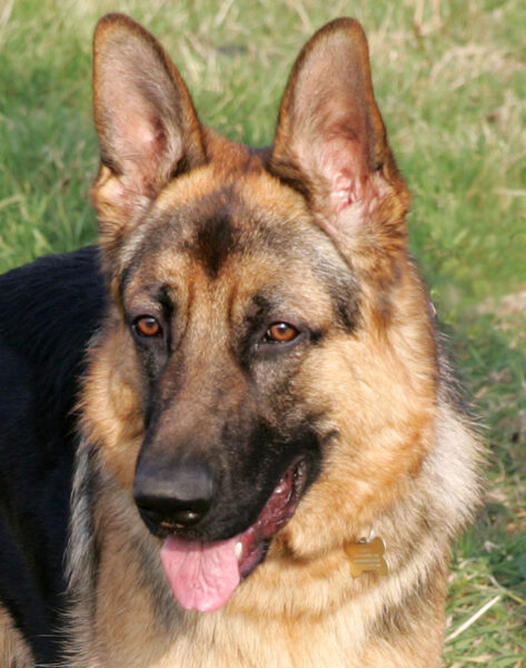 Paulo on His Walk