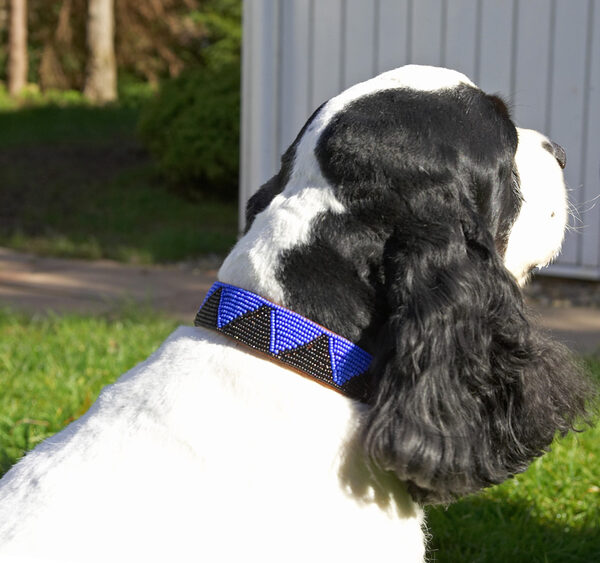 Hope Daddy likes my new collar
