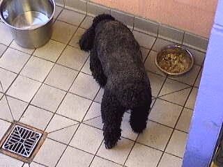 Bali Having His Dinner