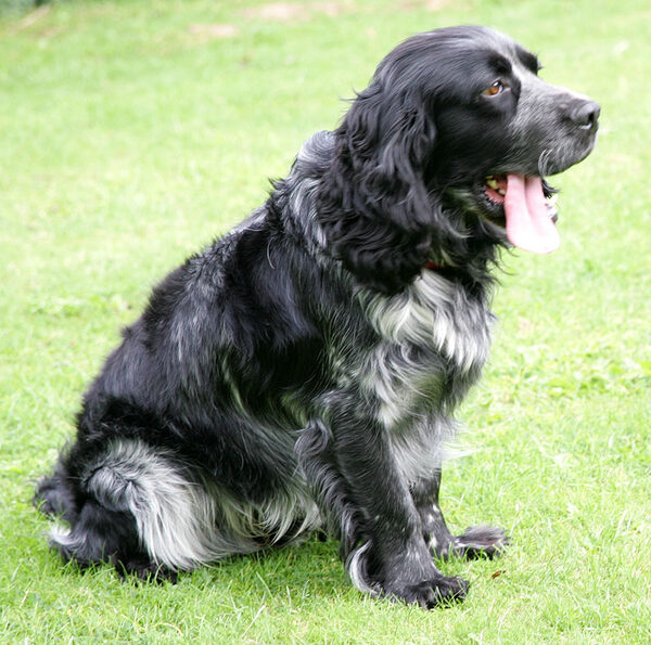 Bracken