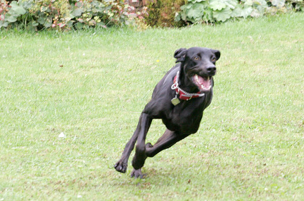 Casey Taking A Corner