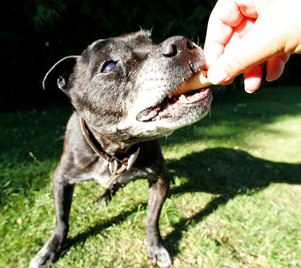 Jabba Having A Dog Biscuit