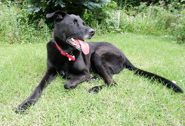 Jet Sprawled on the Lawn