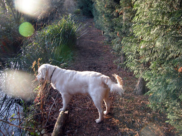 Joe Looking at Canal