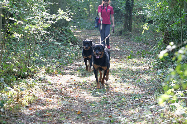 Missy and Ronan in Lord's Wood