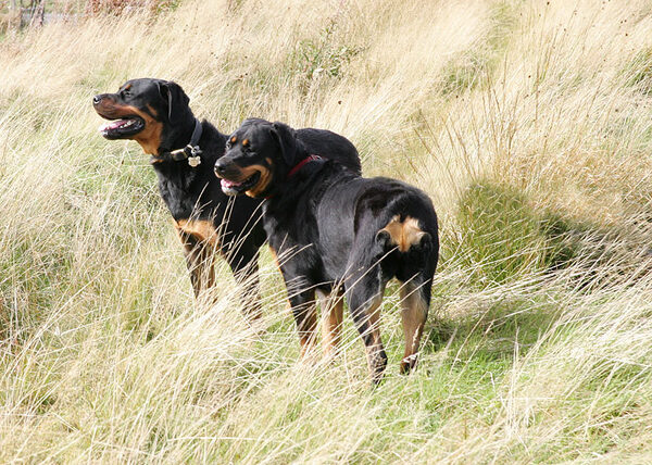 Ronan and Missy in The Tall Grass