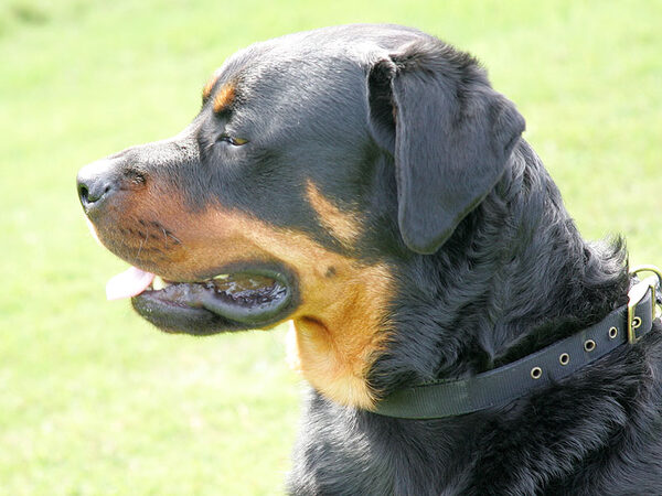 Ronan