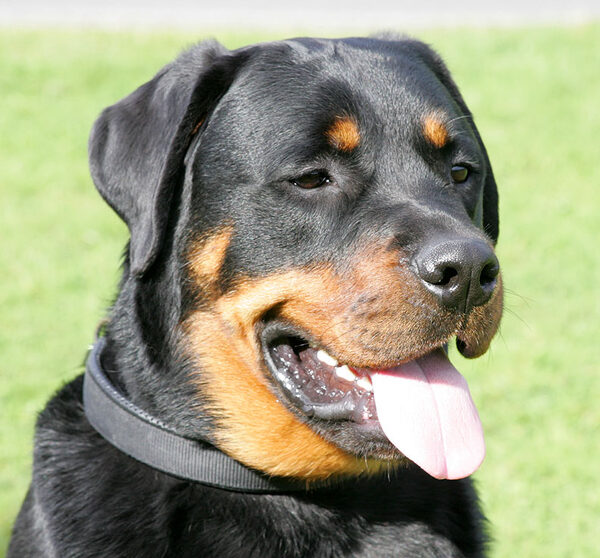 Ronan