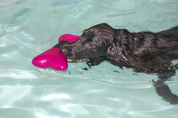 Frankie and the Floating Toy