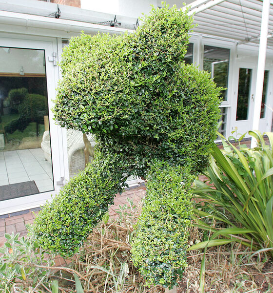 Our Topiary Dog
