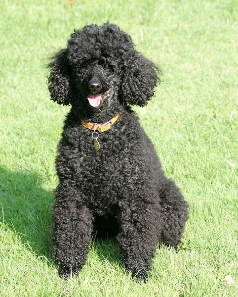 Treacle