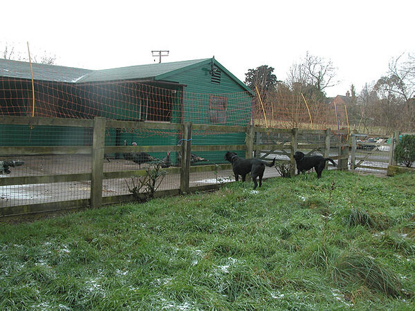 Watching The Turkeys