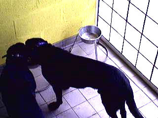 Two Dogs, One Bowl