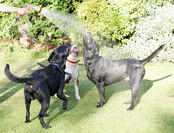 Three Dogs, One Hose