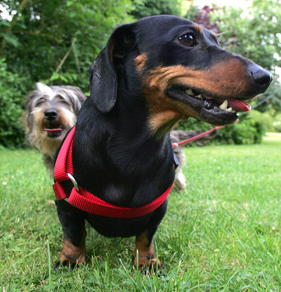 Banjo and Sweep
