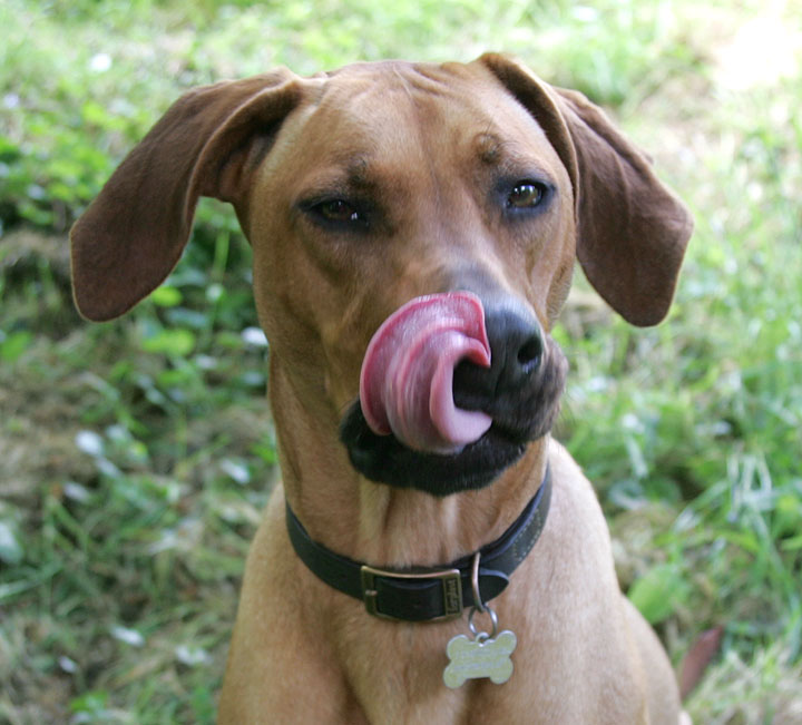 Licking my Chops