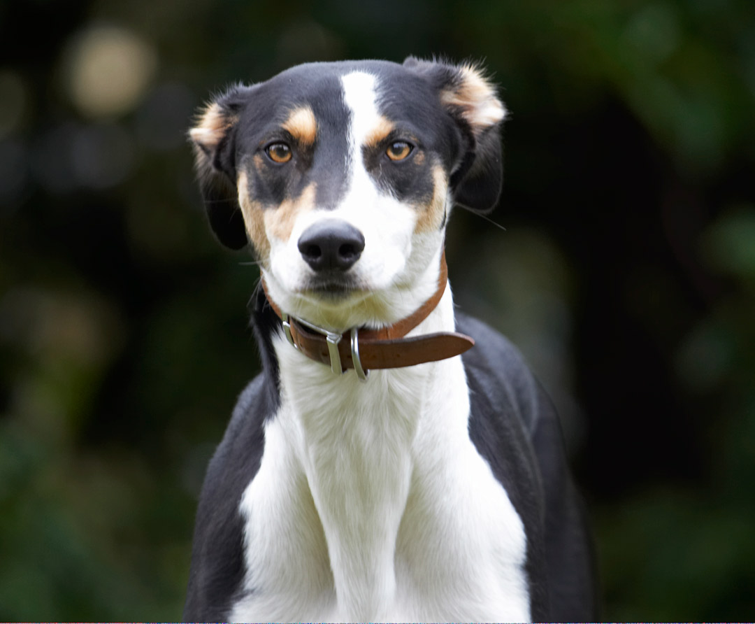 Dog, Dogs, Lurcher, Murphy