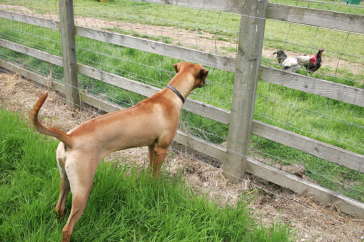 Ridgeback and Chicken
