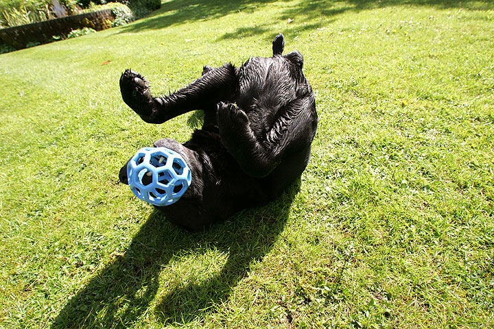 Cole Playing With Blue Ball