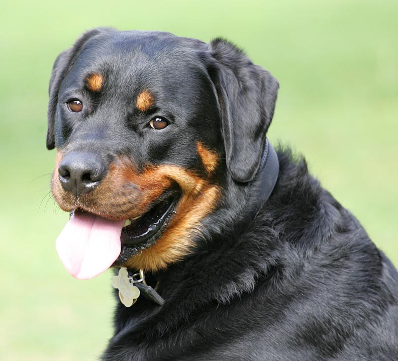 Ronan