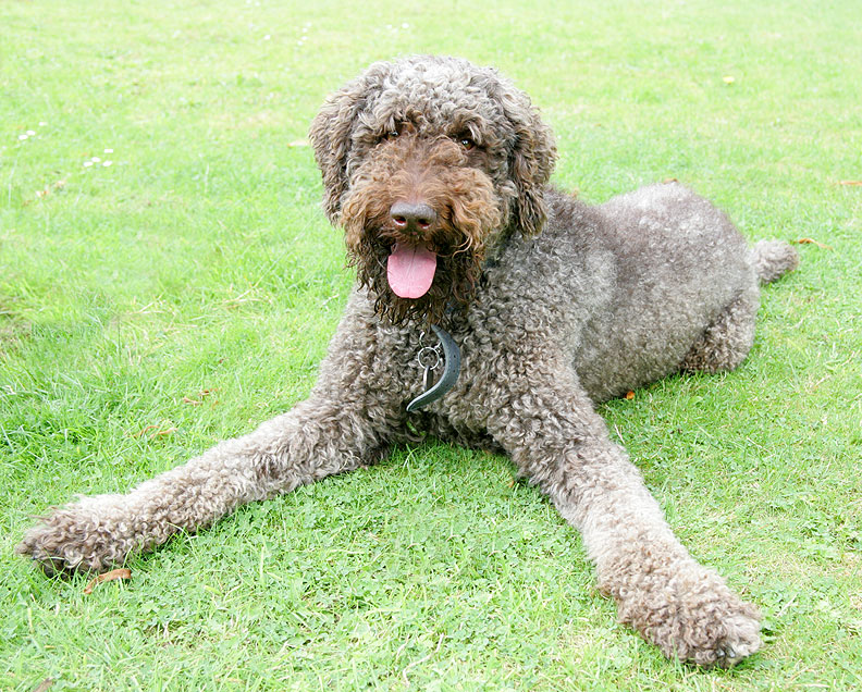 Elvis -- Wanna Play?