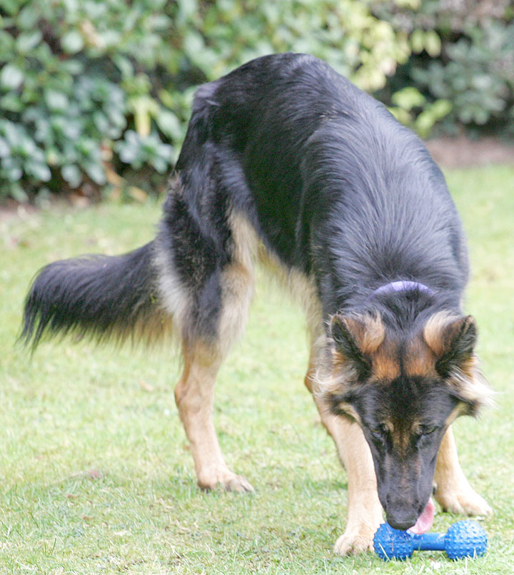 George and the Blue Barbell Toy