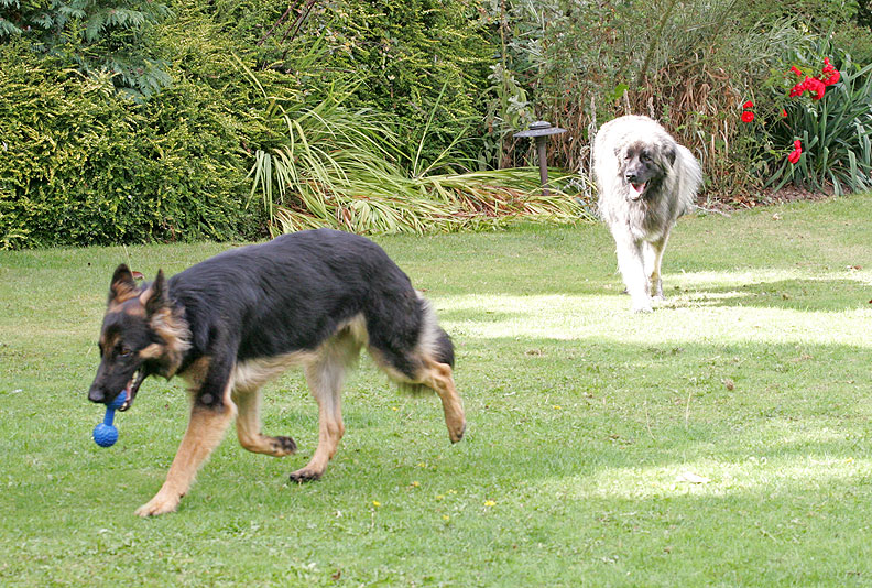 George Running With Blue Barbell, Oscar Watching
