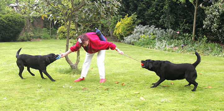 Labrador Tug-o-War