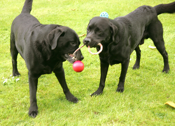 Otis and Cole Want The Same Toy