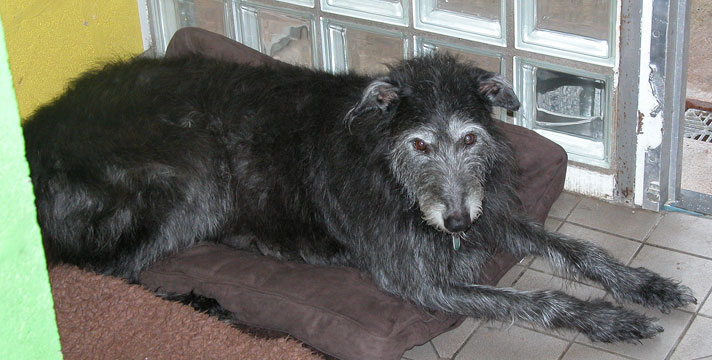 Ted