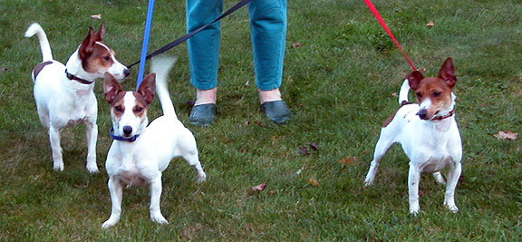 Three Doggies Out For A Walk
