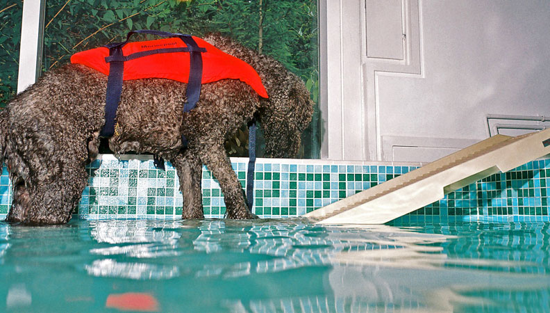 Elvis Walking Up the PetSTEP
