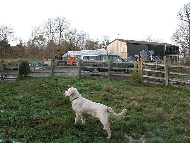 Joe Watching The Turkeys