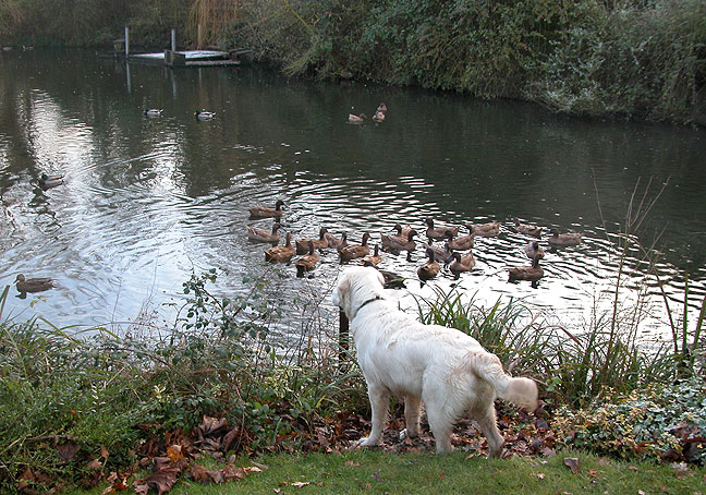 Joe Watching Our Ducks