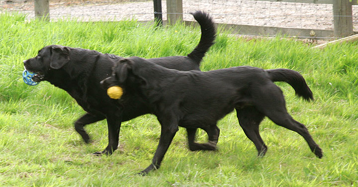 Cole and Otis Playing With the Yellow Ball