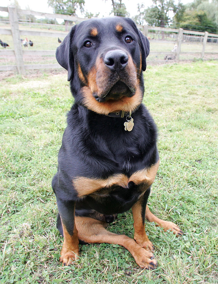 Ronan