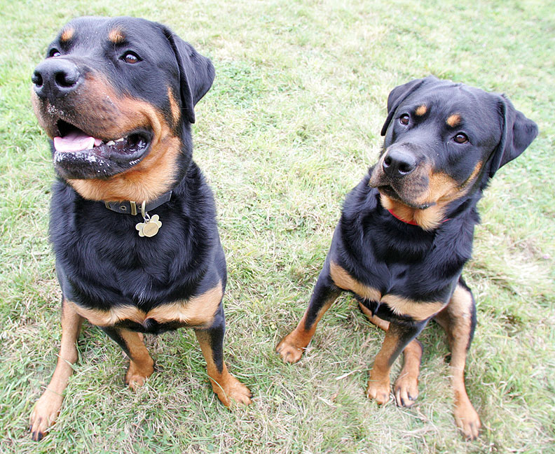 Ronan and Missy