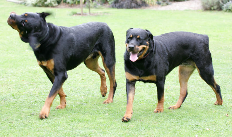 Ronan and Missy