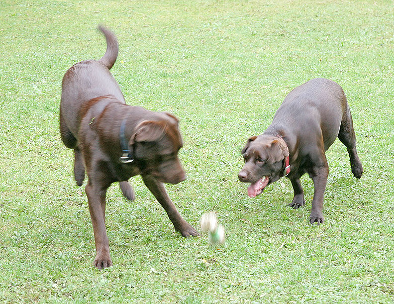 Branston and Holly Playing Catch
