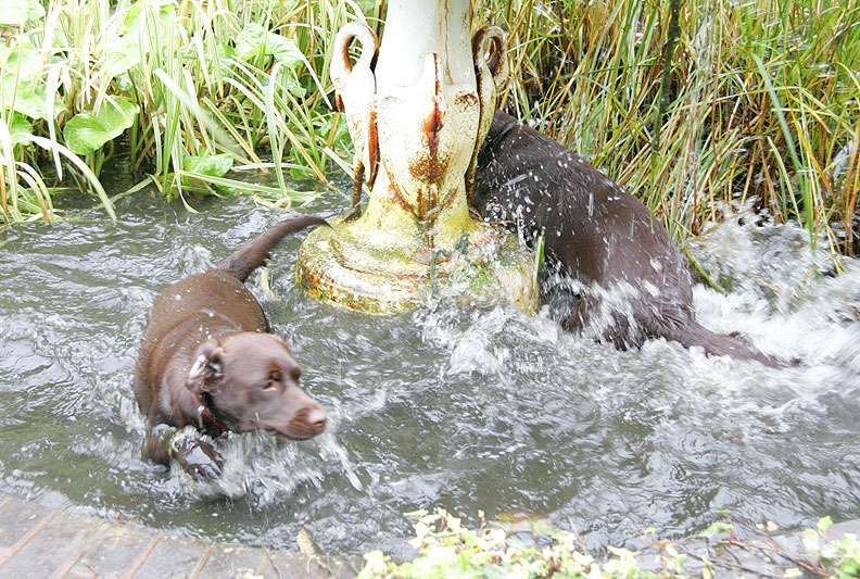 Holly and Branston in the Fountain