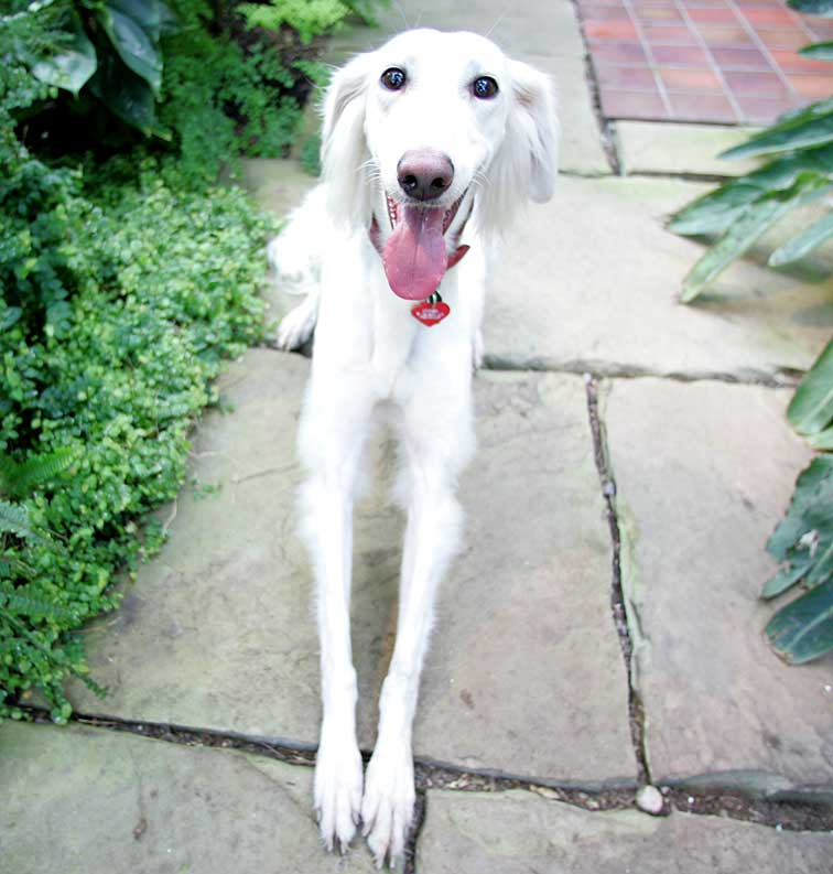 Tia