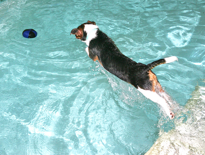Jake Diving In