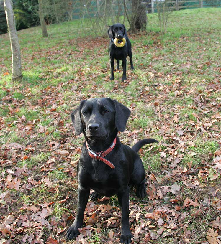 Elsa & Freya