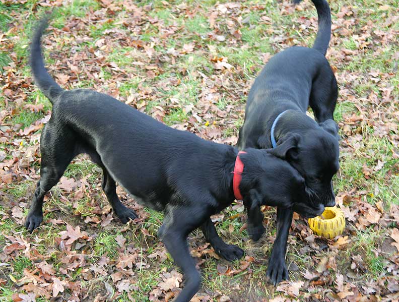 Elsa & Freya tussling  over the tyre