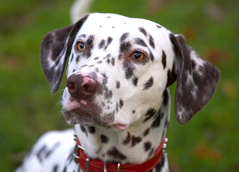 Juno
