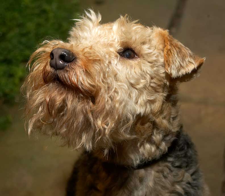 Alf