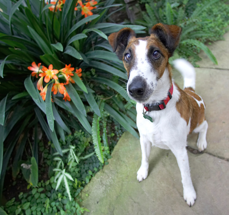 Milo the Fox Terrier