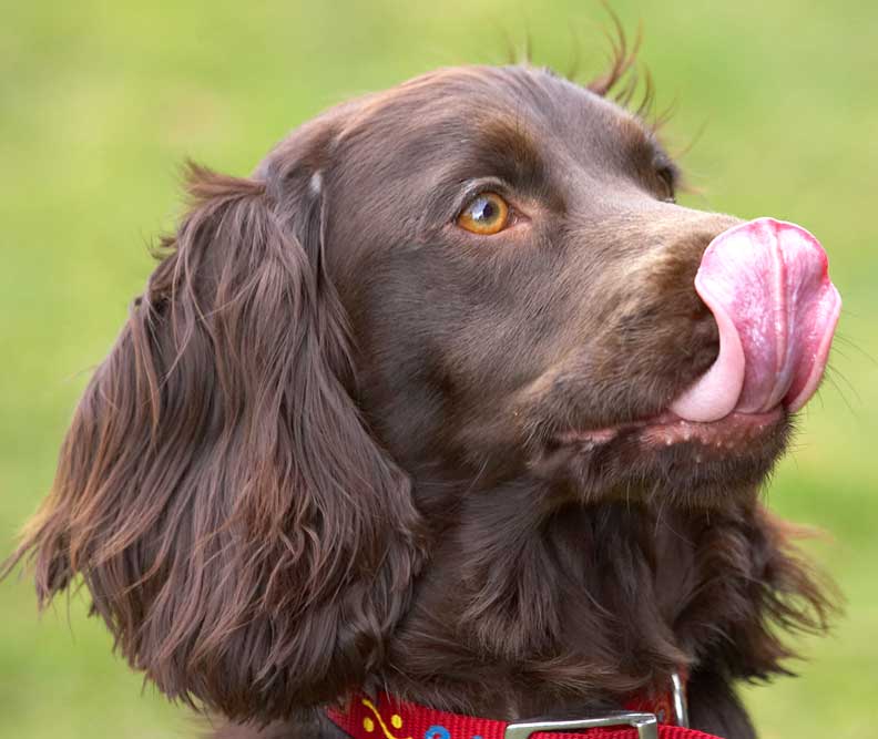 Poppy With Her Long Tongue