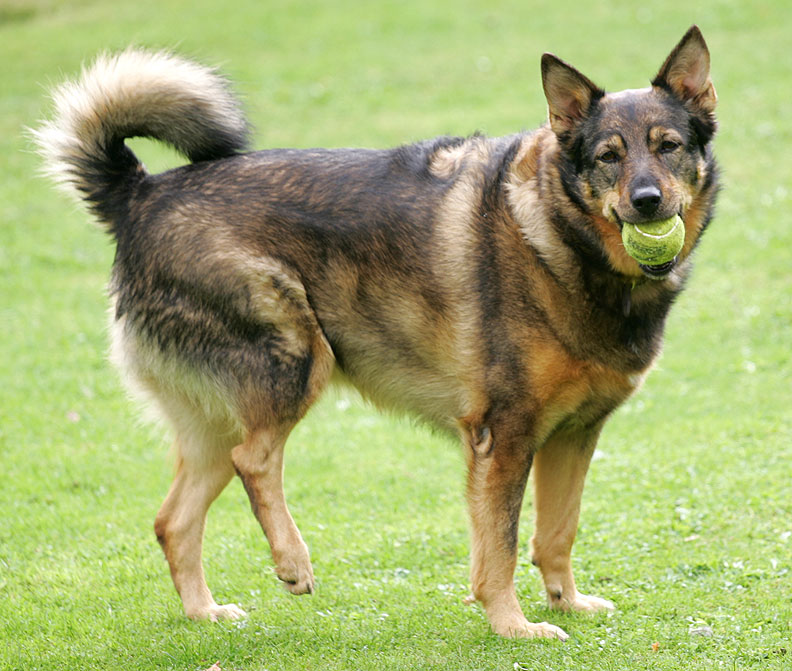 Sophie With Tennis Ball