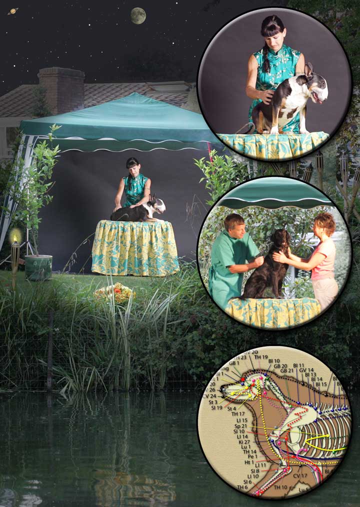 Our Dog Massage and Acupuncture Services